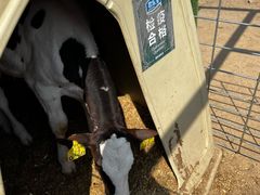 -君乐宝优致牧场