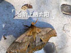 -本溪汤沟绿石谷森林公园