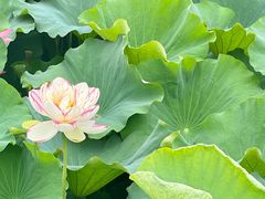 -荷塘月色湿地公园·向阳花洲