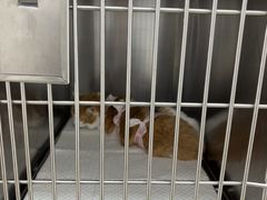 -宠福鑫康馨动物医院·骨科·眼科