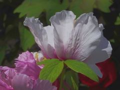 -曹州百花园
