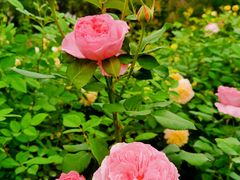 -人民公园(罗湖区)