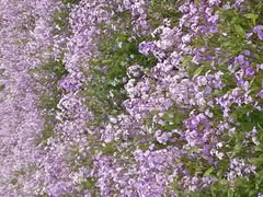 -北京东方普罗旺斯薰衣草庄园