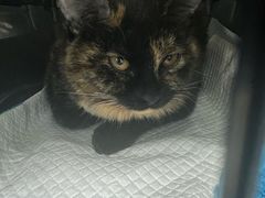 -纳吉亚猫专科动物诊疗中心(蒋宅口分院)