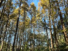 -上海滨江森林公园