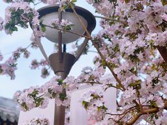 -海棠花溪(元大都城垣遗址公园)
