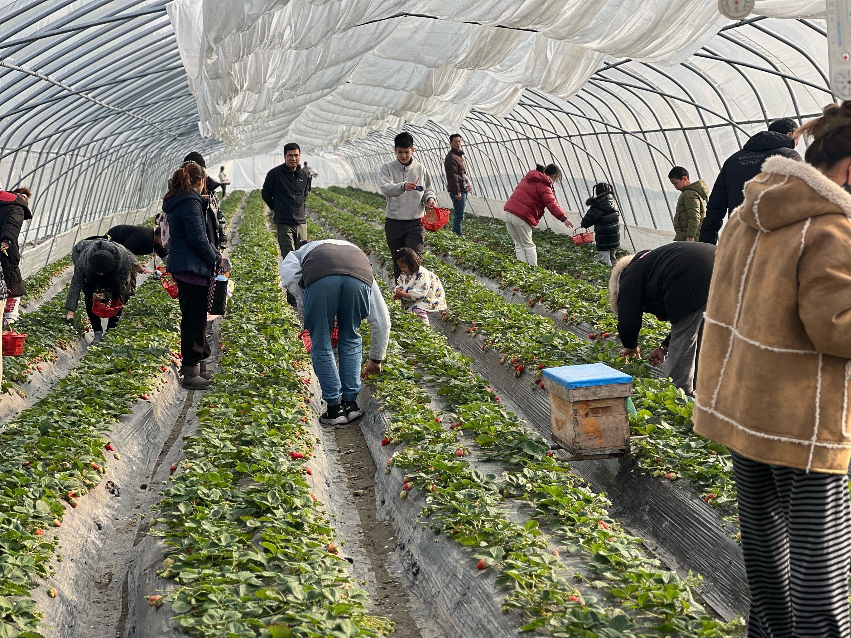 草莓园里采摘活动,亲手采摘草莓,体验农耕乐趣,超有趣🍓#采摘草莓