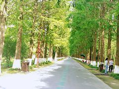 -黄海国家森林公园