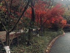 -西湖风景区-江洋畈生态公园