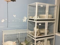 -喵的天空名猫咖啡馆·撸猫·猫舍·用品