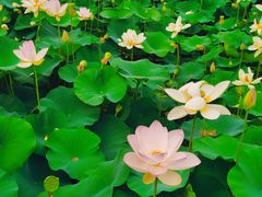 -莲花池公园