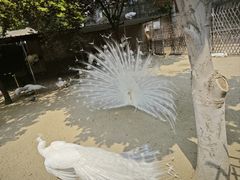 -保定市动物园