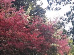 -金鸡湖桃花岛