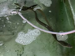 西江白鳝-八仔大富楼·河鲜(西江店)