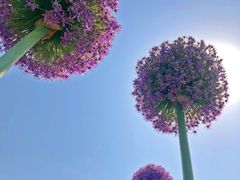-花博汇(知音花月夜)