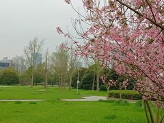 -武汉大学-樱园