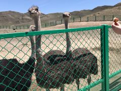 -新疆天山野生动物园
