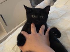 -老吴的猫·猫舍(新区店)