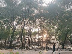 -宝安西湾红树林湿地公园