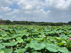 -荷塘月色湿地公园·向阳花洲