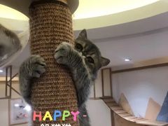 -滚猫咖啡·猫咖·猫友好撸猫(未来城店)