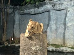 -清迈夜间动物园