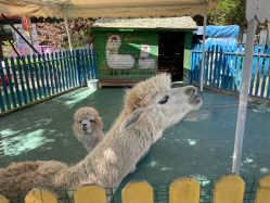 -萌宠亲子动物乐园(槐房万达店)