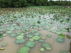 -大湾区中央湿地公园