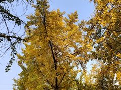 -高庙村(地铁站)