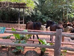 -海南热带野生动植物园