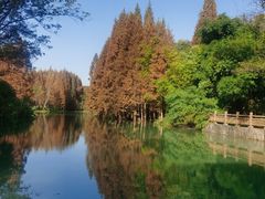-桤木河湿地公园
