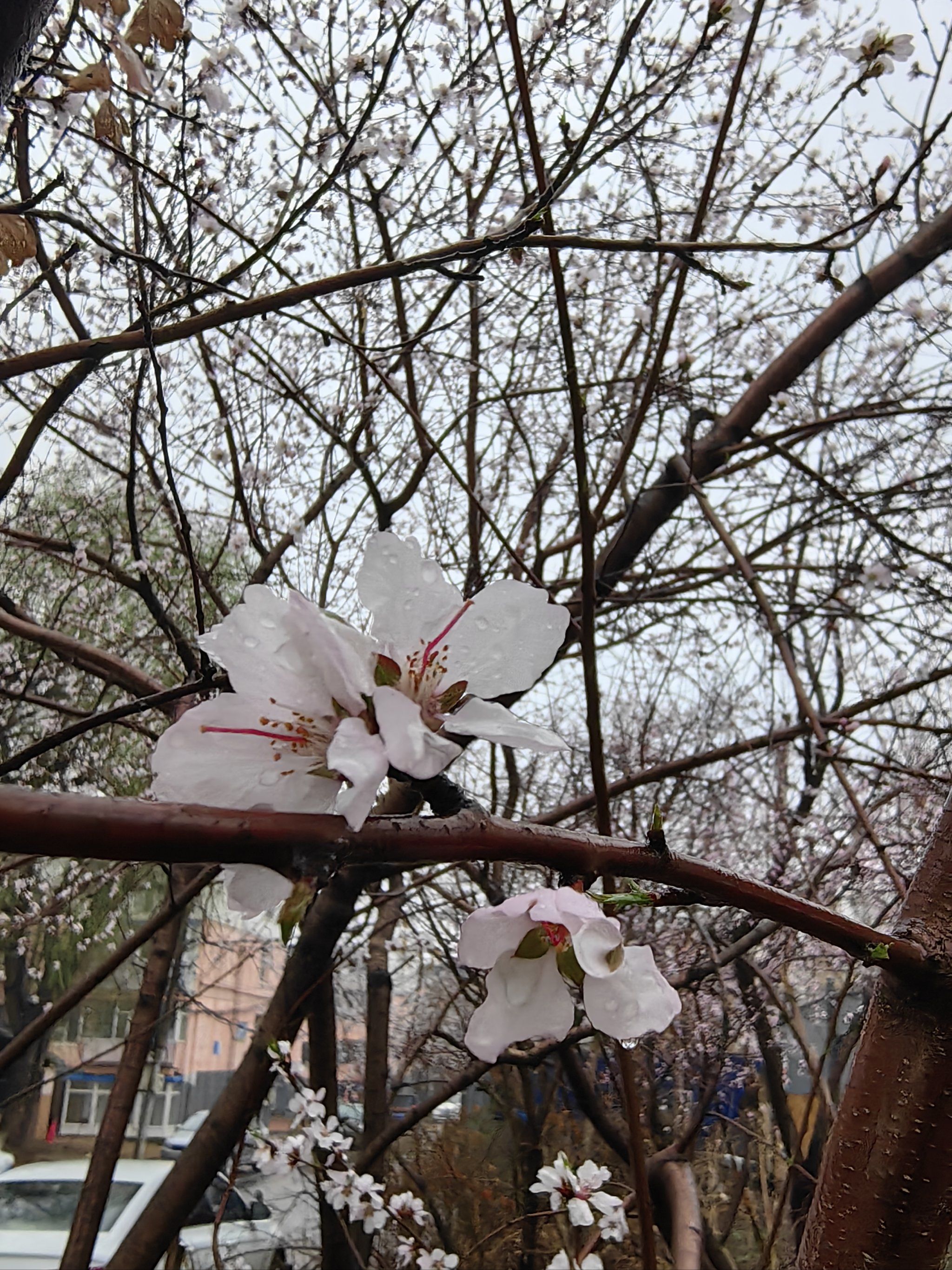 杏花带雨 有点美呀!