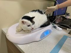 -萌兽医馆·犬猫专科·眼科中心·宠物医院(朝阳门分院)