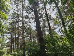 -黑龙江省森林植物园