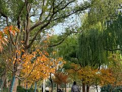 -新江湾城公园