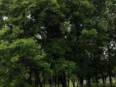 -盘龙城国家考古遗址公园