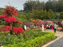 -东莞植物园