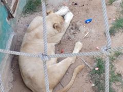 -西霞口神雕山野生动物世界