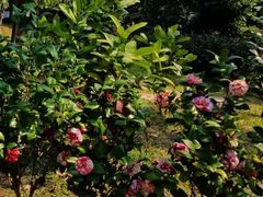 -深圳国际园林花卉博览园