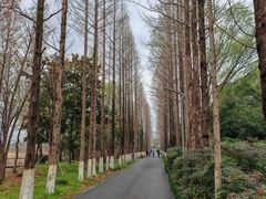 -昆山城市生态森林公园