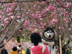 -天适樱花悠乐园