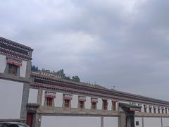 -塔尔寺菩提树