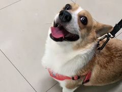 -申普宠物医院·眼科·心内科·影像科(普陀分院)