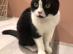 -猫儿山۰猫主题餐厅