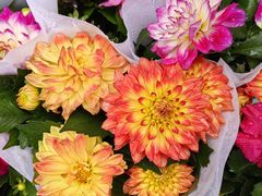 -青石桥花鸟鱼虫市场(叠翠城店)