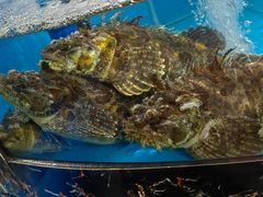 先生鱼本尊-丁字口海鲜热炒·烧烤大排档