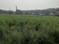 -红山村