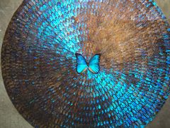 -上海昆虫博物馆