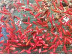 -水晶之星洗浴温泉汗蒸