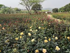 -龙寺生态园